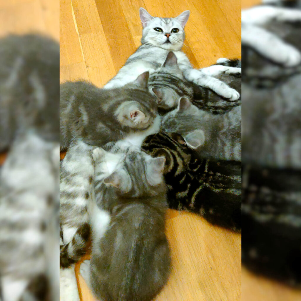 Кошка Алиса и котята, пара месяцев